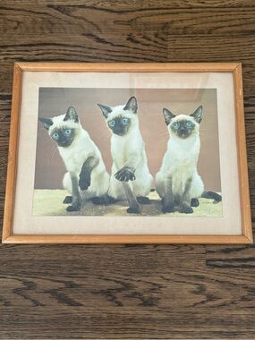 Vintage Framed Siamese Cat Photo Print